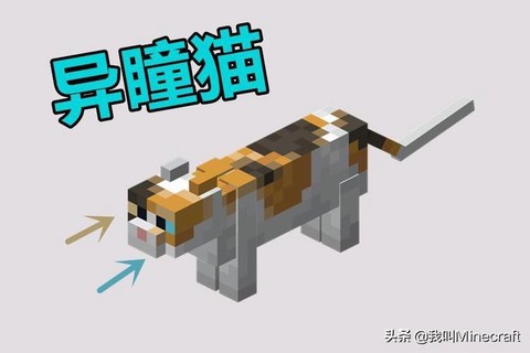 我的世界怎么驯养猫