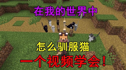 我的世界怎么驯养猫[图1]